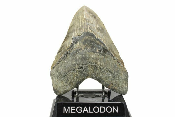 Huge, Fossil Megalodon Tooth - Serrated Blade #271229
